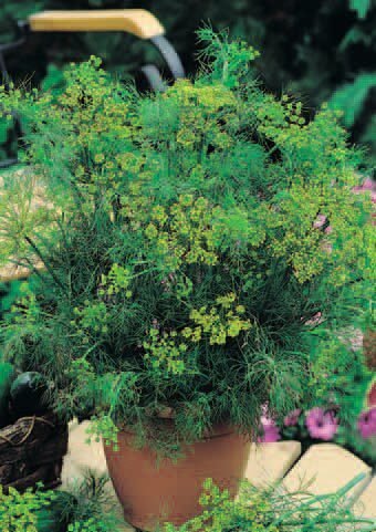 Common Organic Dill Seeds