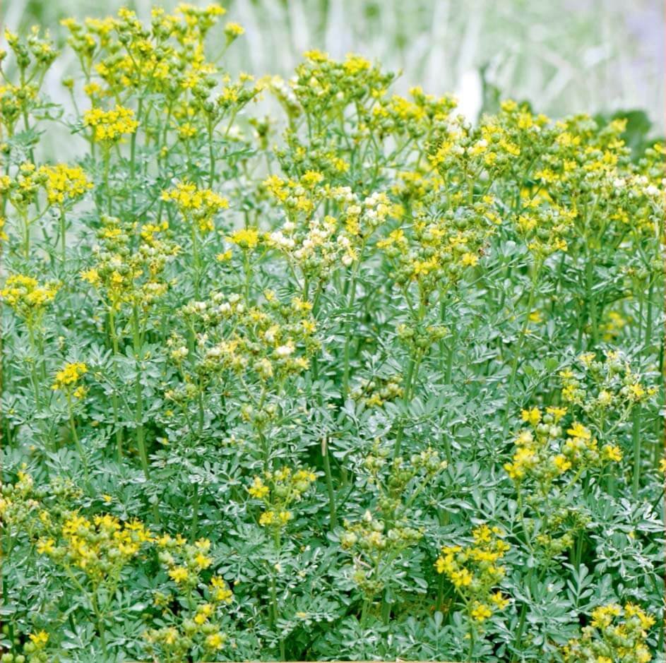Common Rue Flower Seeds Common Rue Flower Seeds