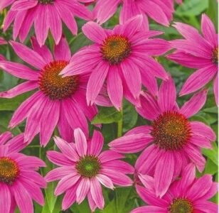 Coneflower Seeds