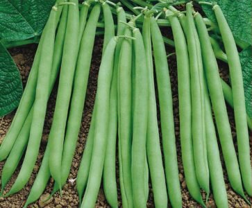 Contender Dwarf French Bean Seeds