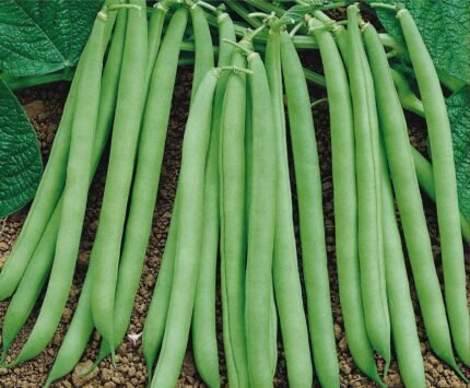 Contender Dwarf French Bean Seeds