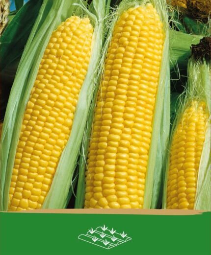 Corn Seeds