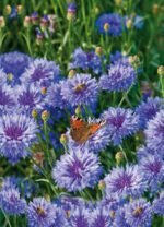 Cornflower Seeds