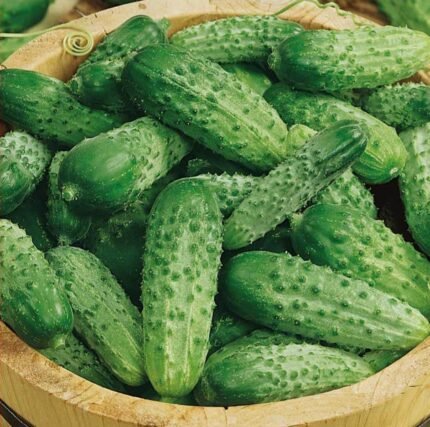 Cornichon De Paris Gherkin Cucumber Seeds