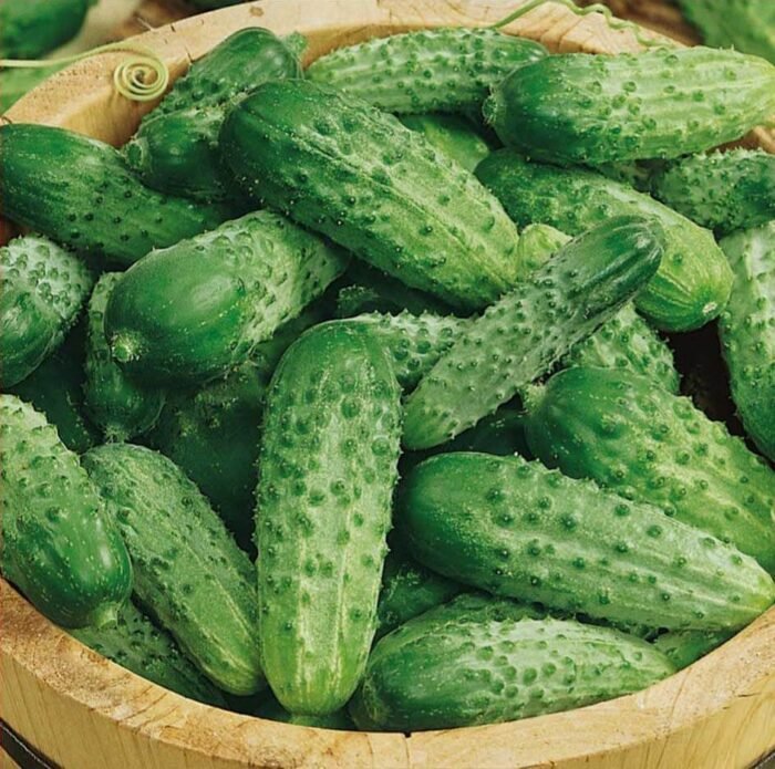 Cornichon De Paris Gherkin Cucumber Seeds