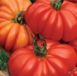 Costolupo Fiorentino Tomato Seeds