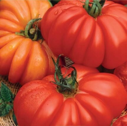 Costolupo Fiorentino Tomato Seeds