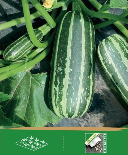 Courgette & Patisson Seeds