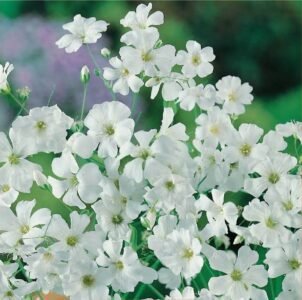 Covent Garden Market Showy Baby's Breath Seeds