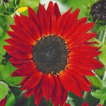 Crimson Queen Sunflower Seeds