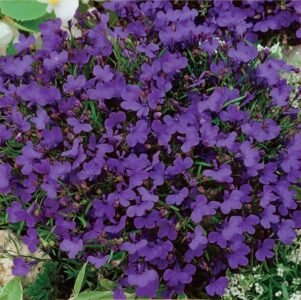 Cristal Palace Garden Lobelia Seeds