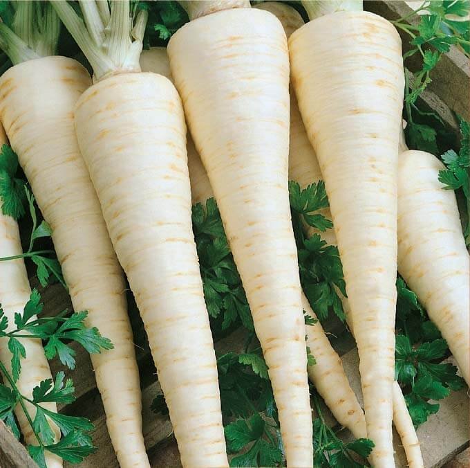 Cukrowa Parsley Seeds Cukrowa Parsley Seeds