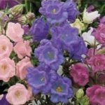 Cup & Saucer Canterbury Bell Flower Seeds