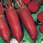 Cylindra Organic Beetroot Seeds