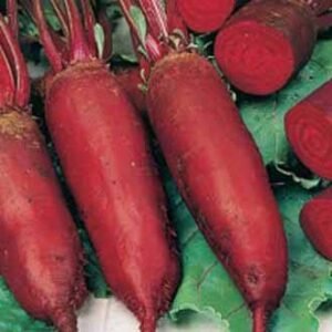 Cylindra Organic Beetroot Seeds