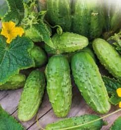 Dalila H Gherkin Cucumber Seeds