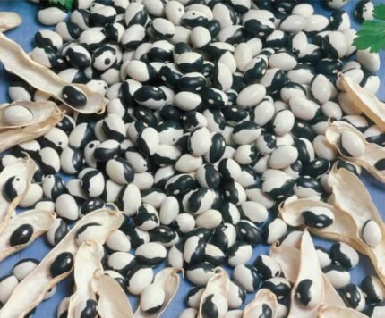 Dalmatin Shell Bean Seeds