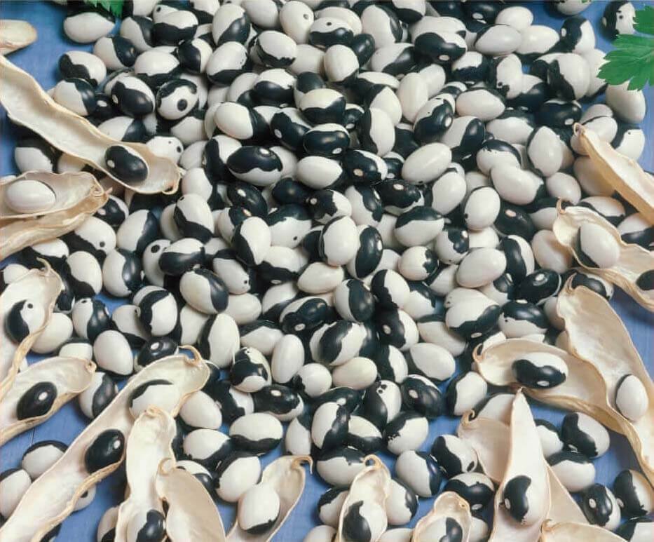 Dalmatin Shell Bean Seeds Dalmatin Shell Bean Seeds