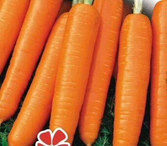 Darina Carrot Seeds
