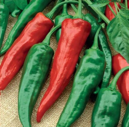 De Cayenne Hot Pepper Seeds