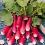 De Dix - Huit Jours (18 days) Radish Seeds