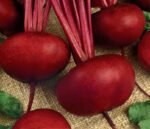 D'egypte Beetroot Seeds