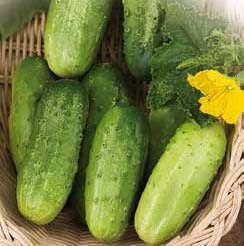 Delicateb Cucumber Seeds