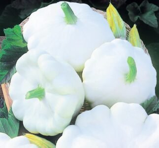 Delikates Patisson Seeds