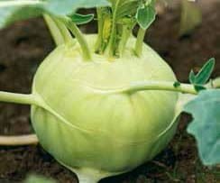 Delikatess Witte Kohlrabi Seeds