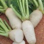 Des Vertus Marteaul Turnip Seeds