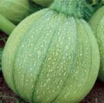 Di Nizza Courgette Seeds