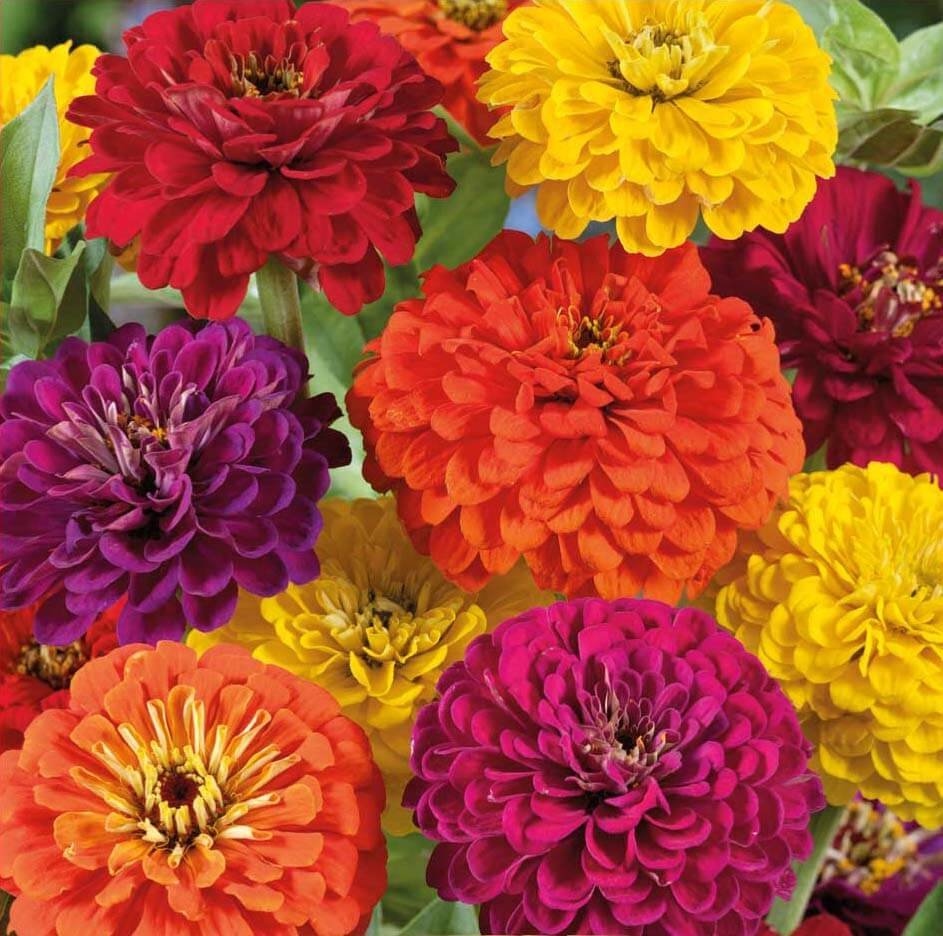 Diablo Zinnia Seeds Diablo Zinnia Seeds