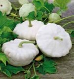 Disco Patisson Seeds