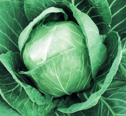 Ditmarsker 2 Cabbage Seeds
