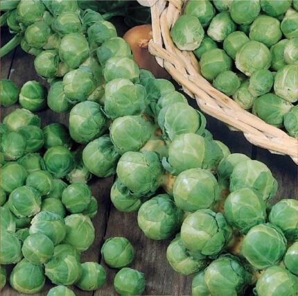 Dolores H Brussels Sprout Seeds