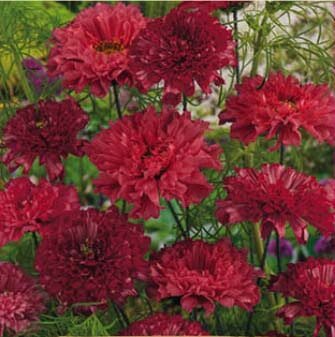 Double Click Bonbon Cranbierries Garden Cosmos Seeds
