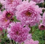 Double Click Bonbon Garden Cosmos Seeds