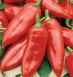 Draky H Hot Pepper Seeds
