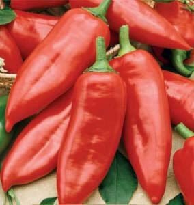 Draky H Hot Pepper Seeds