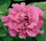 Duo H Peppermint Multiflora Petunia Seeds