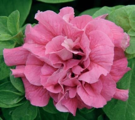 Duo H Peppermint Multiflora Petunia Seeds