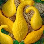 Early Summer Crookneck Courgette Seeds