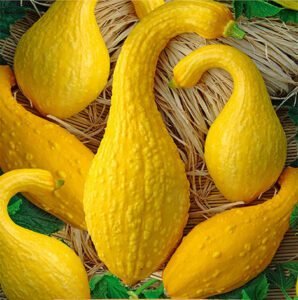 Early Summer Crookneck Courgette Seeds