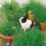 Easter Grass Seeds