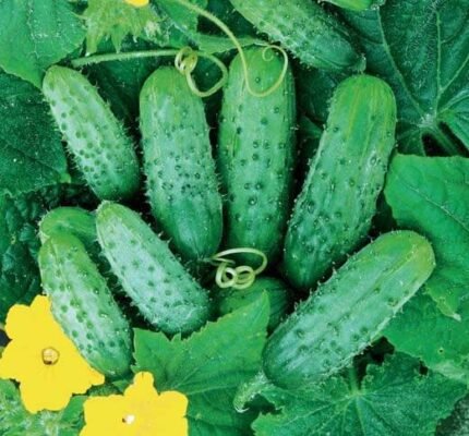 Edyp H Gherkin Cucumber Seeds