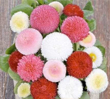English Daisy Mix Seeds