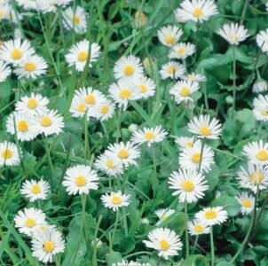 English Daisy Seeds