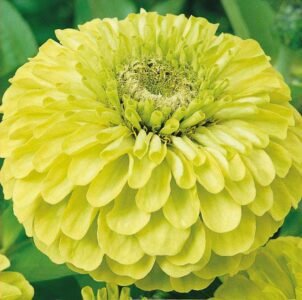 Envy Zinnia Seeds