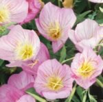 Evening Primrose Seeds