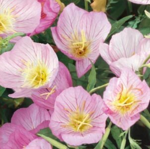 Evening Primrose Seeds